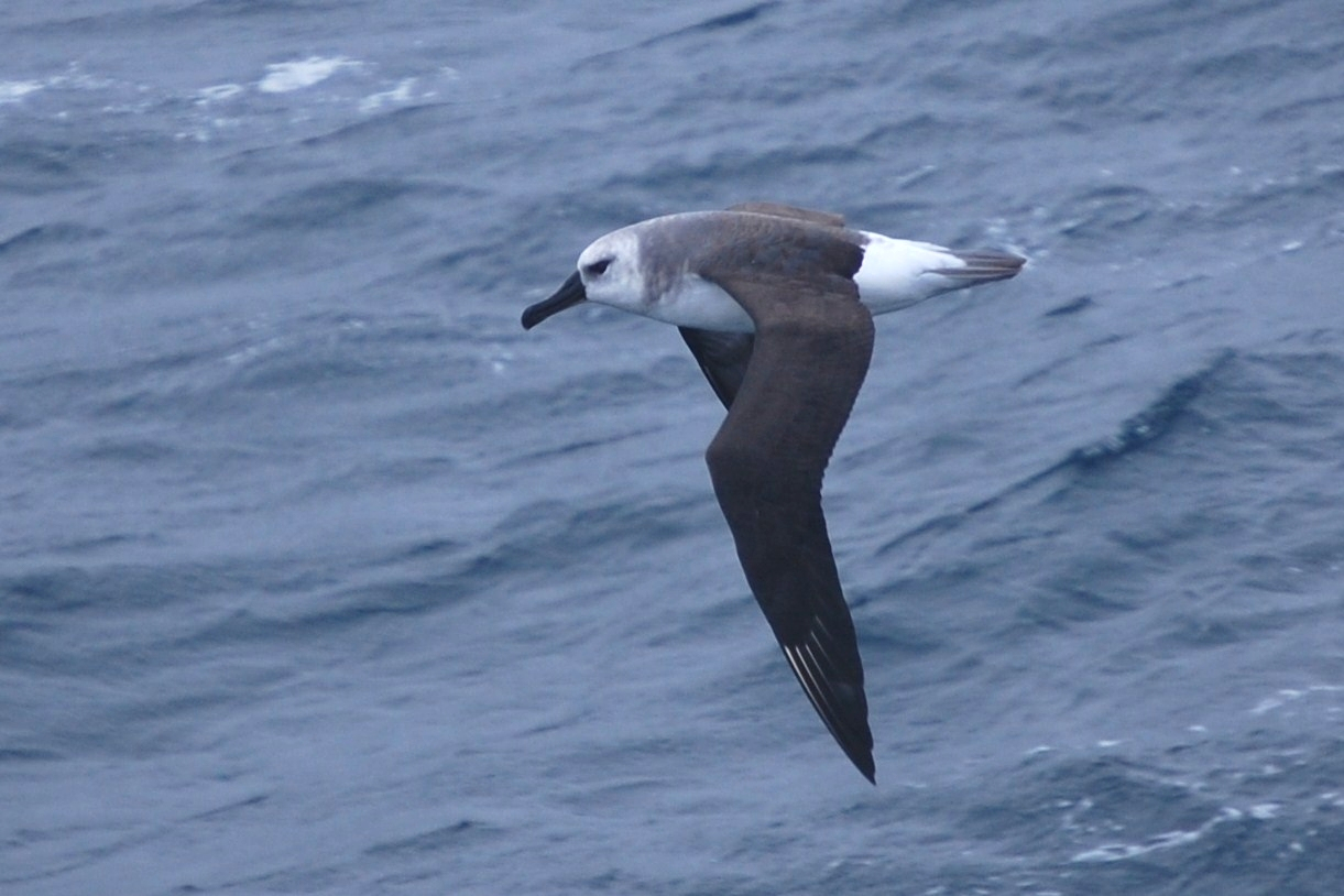Juvenile grey-headed albatross (Thalassarche chrysostoma)