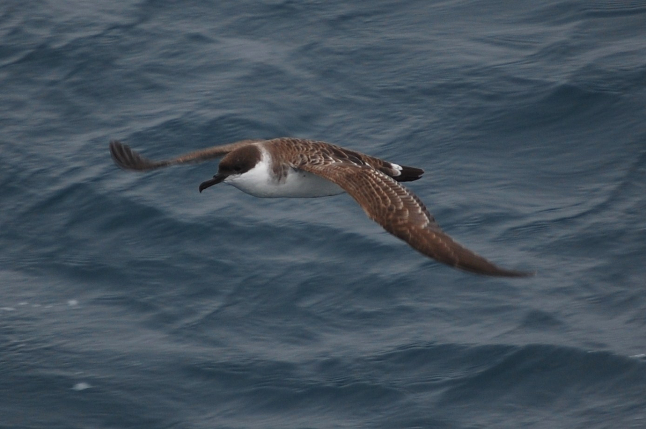 Greater shearwater