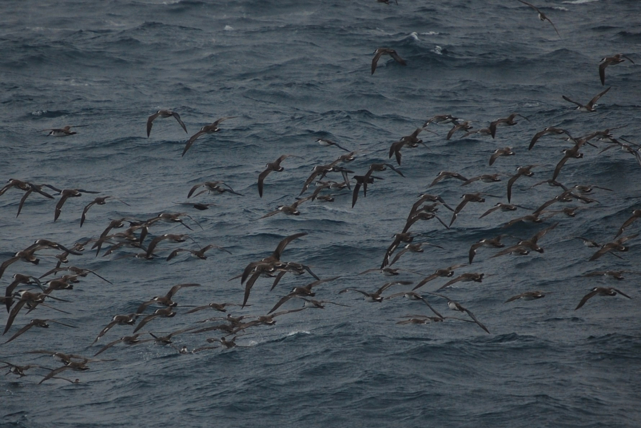 Greater shearwaters