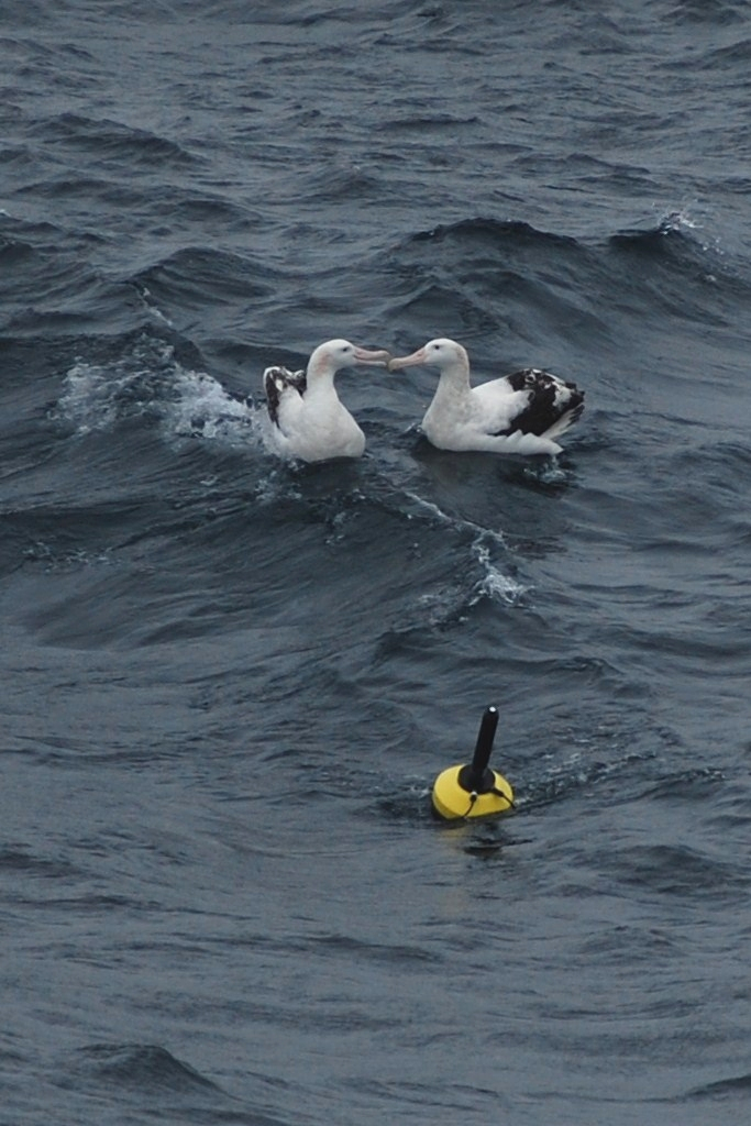 Albatross can't dine on buoy so decide to kiss instead