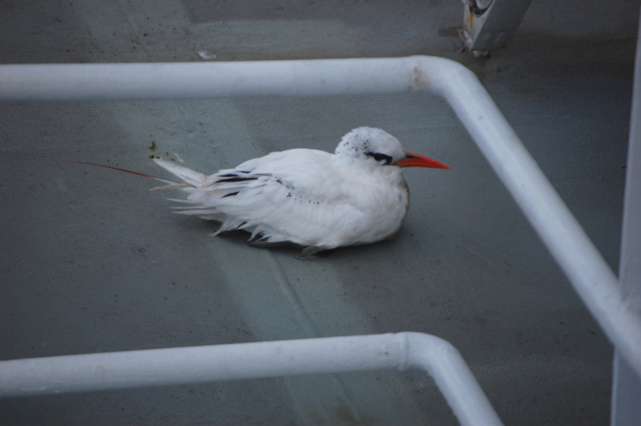 Red-tailed tropic bird