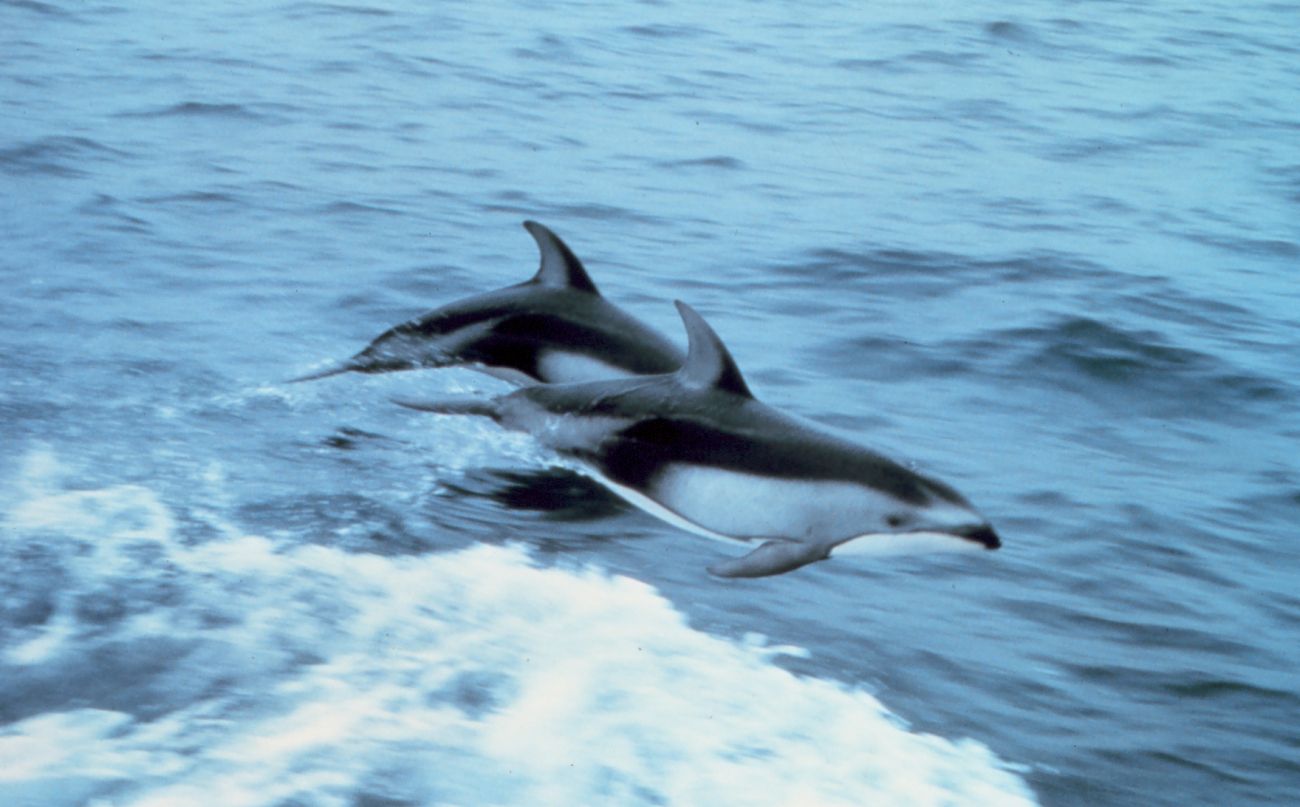 Pacific white-sided dolphin leaping