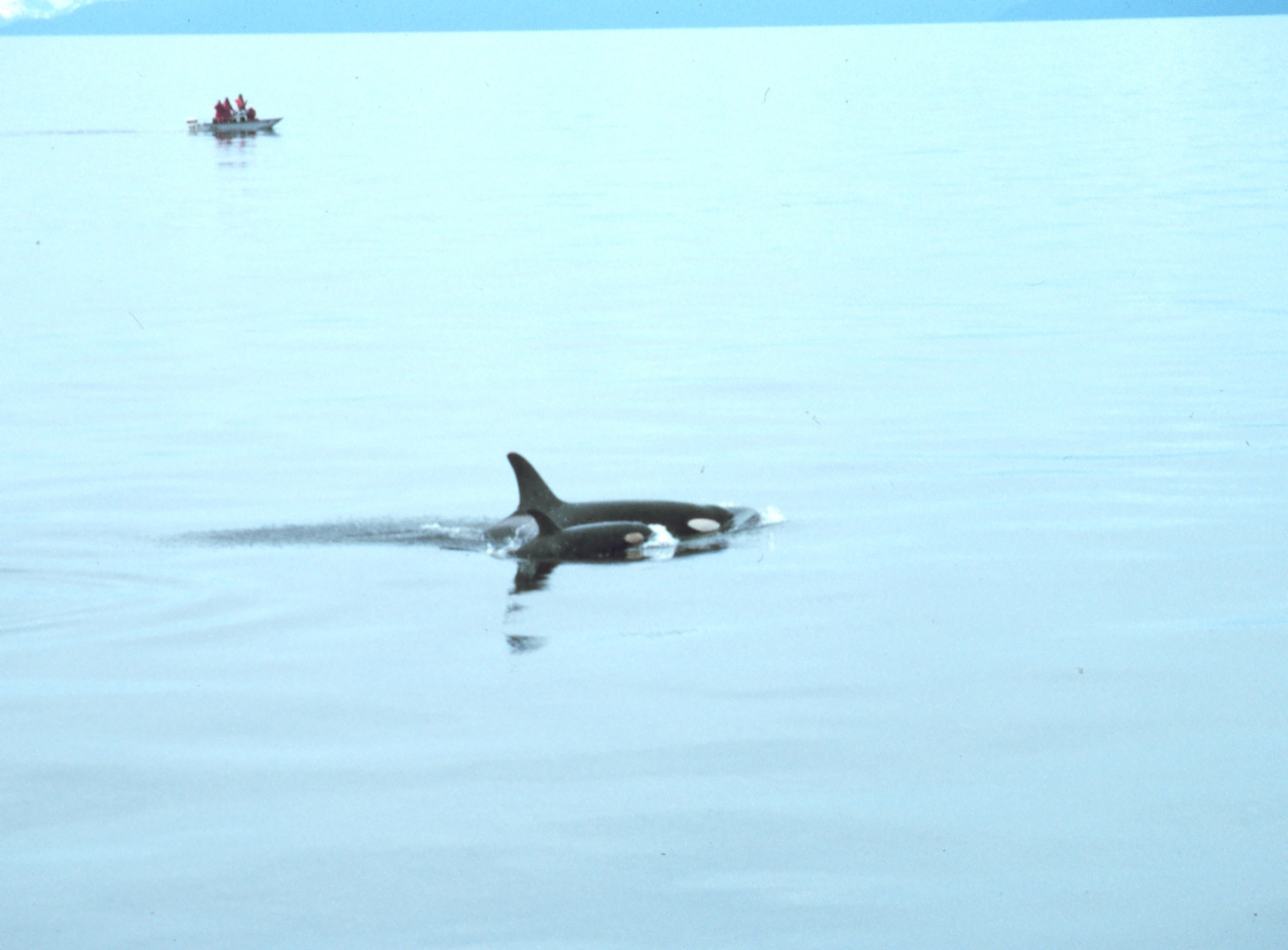Marine mammal observers watching mother killer whale and calf - Orcinus orca