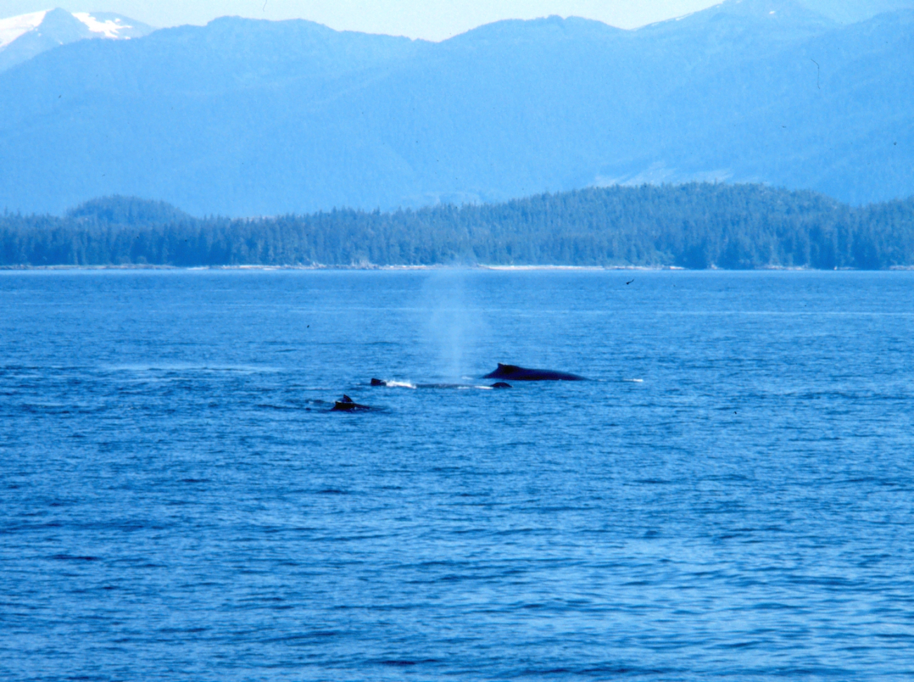 Notice vertical blow of center whale - Humpback whale -Megaptera novaeangliae