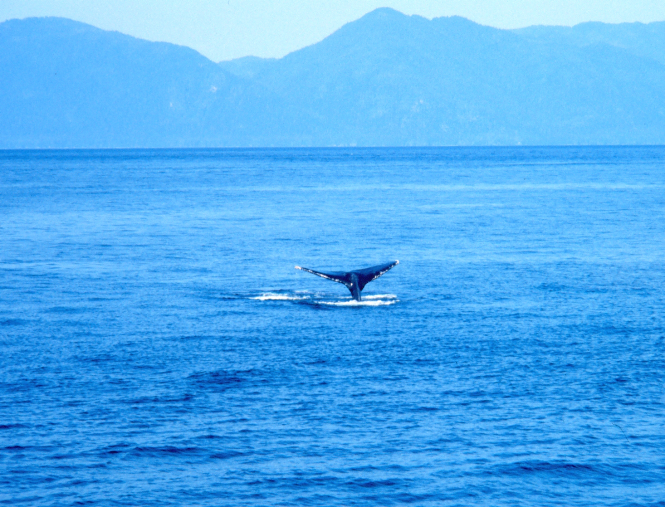 Humpback whale -Megaptera novaeangliae - tail