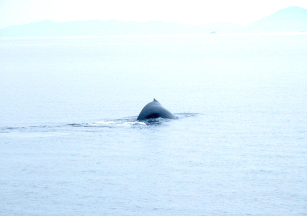 Back of humpback whale -Megaptera novaeangliae