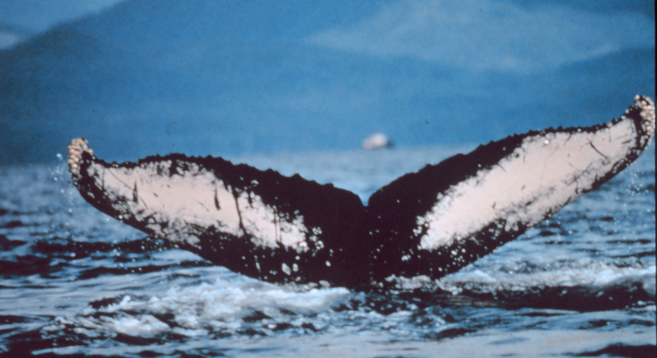 Humpback whale's tail - distinctive markings allow identification of individual animals