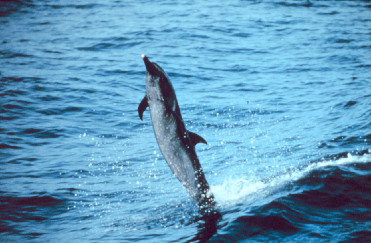 Pantropical spotted dolphin skipping on its tail over the water