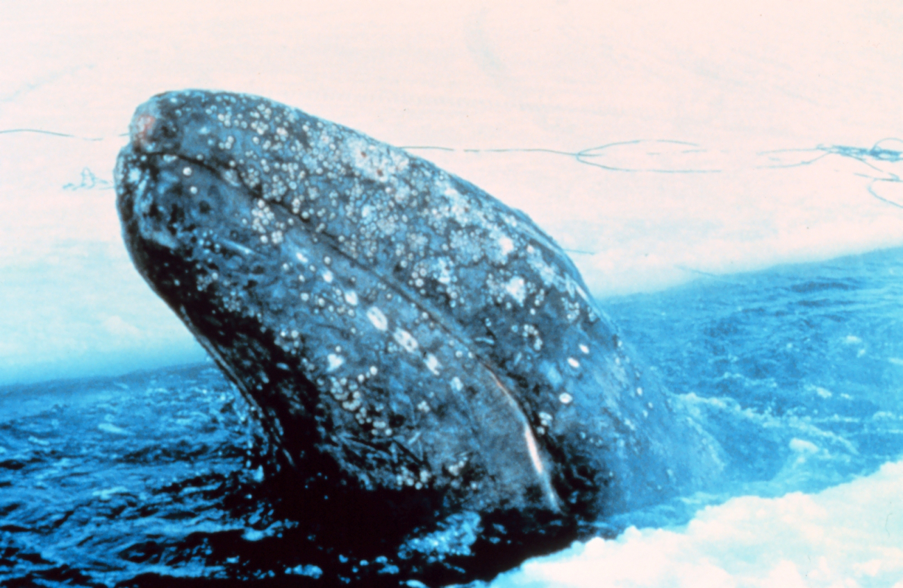 Gray whale trapped in Arctic ice north of Point Barrow