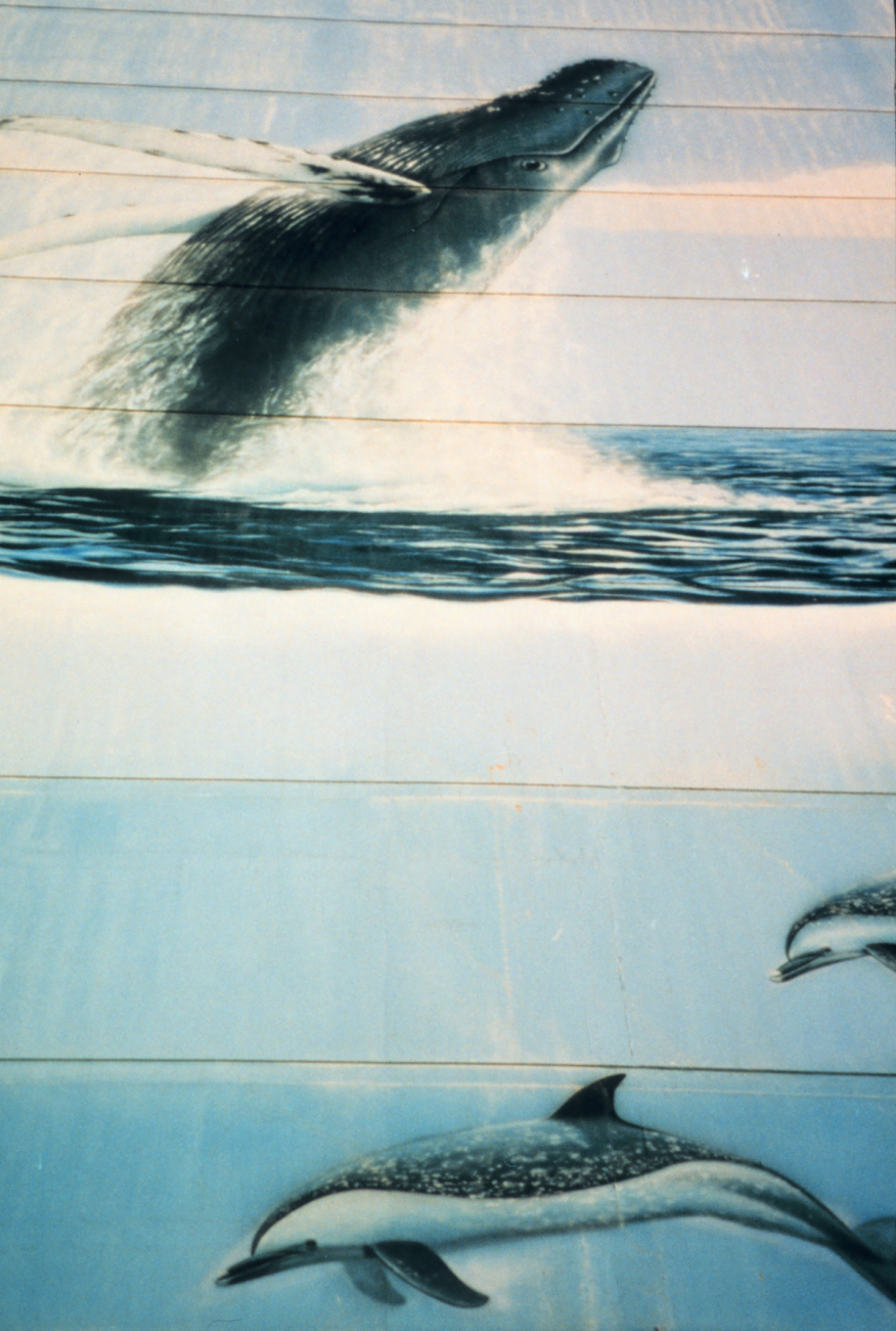 Building mural with humpback painting and dolphin