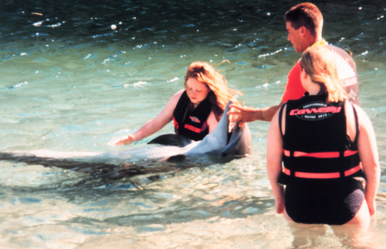 Tame dolphin at tourist facility