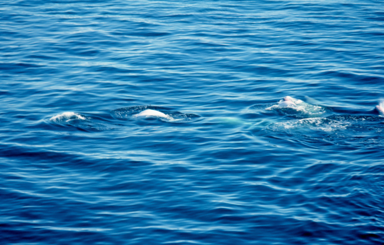 A pod of beluga whales - Delphinapterus leucas