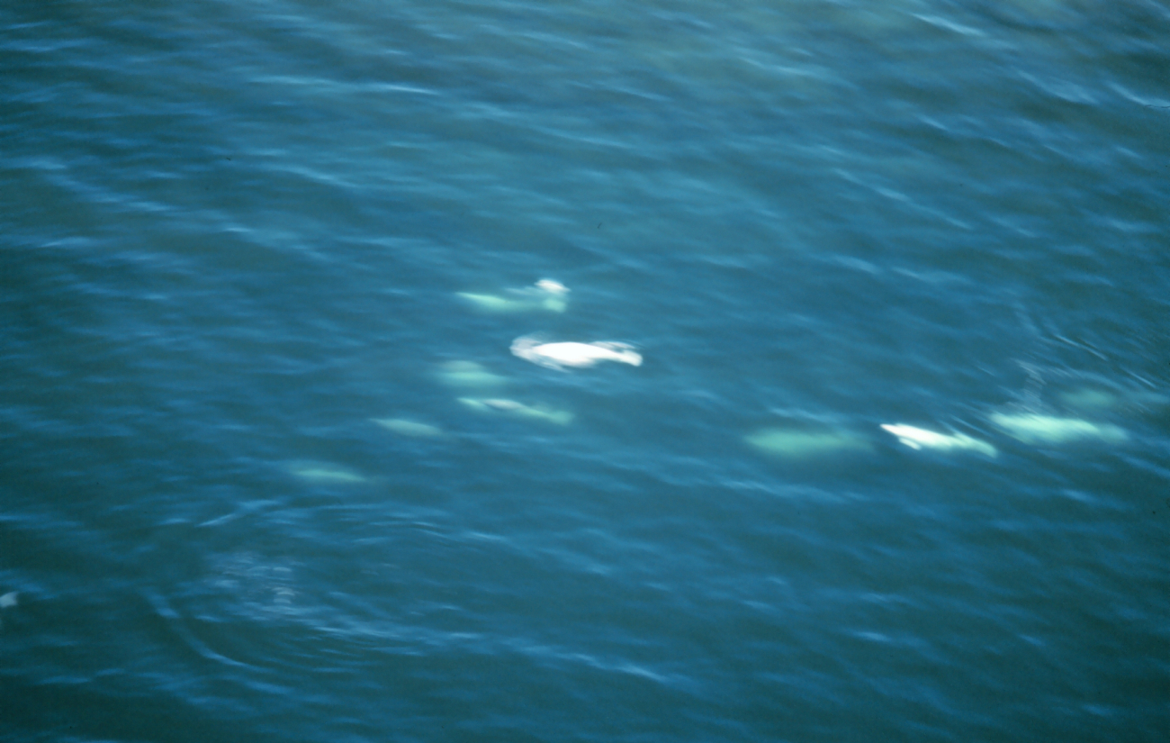 A pod of beluga whales - Delphinapterus leucas