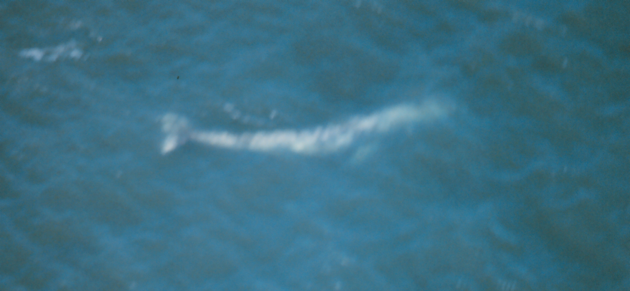 Whale from spotter aircraft