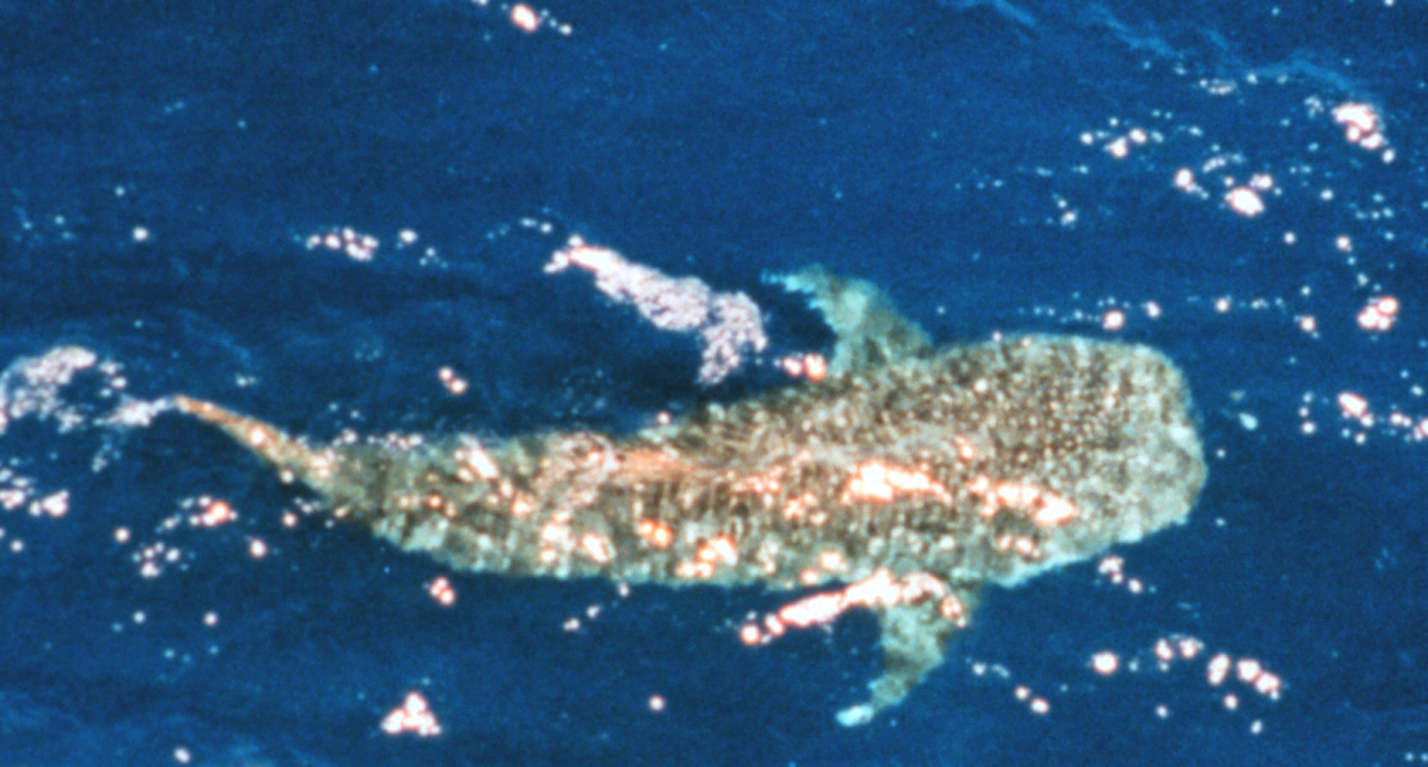 Whale shark as seen from spotter aircraft