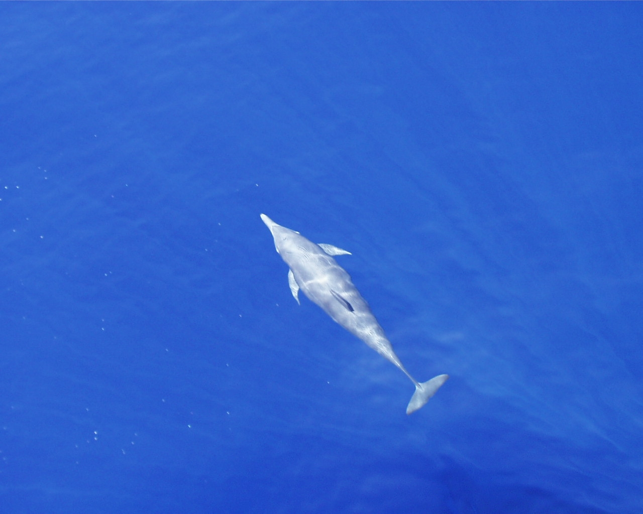 Dolphin as seen ahead of bow of ship on remarkably calm day