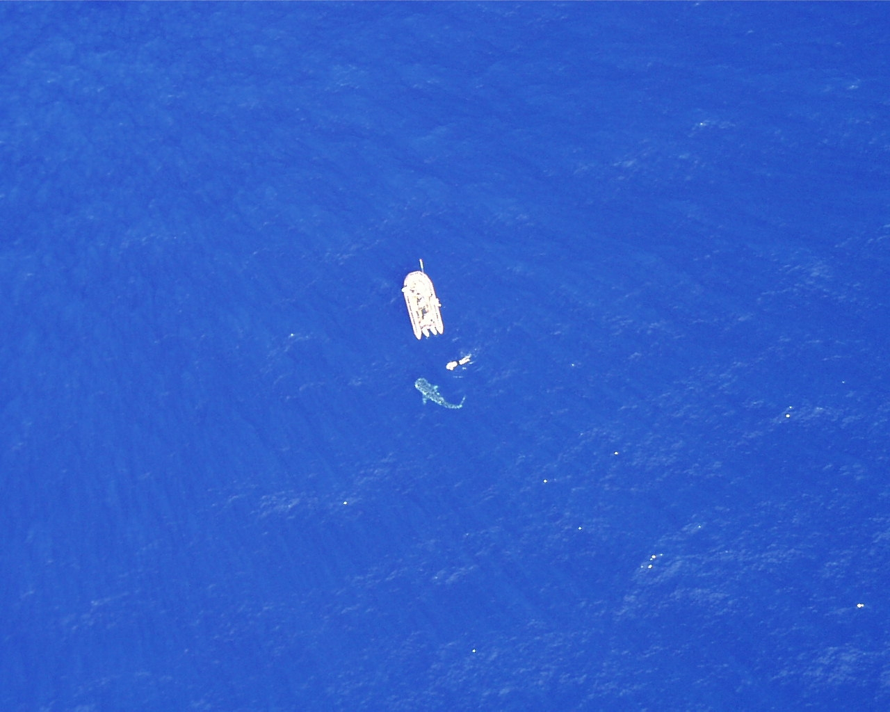 Whale shark as seen from DAVID STARR JORDAN spotter helicopter