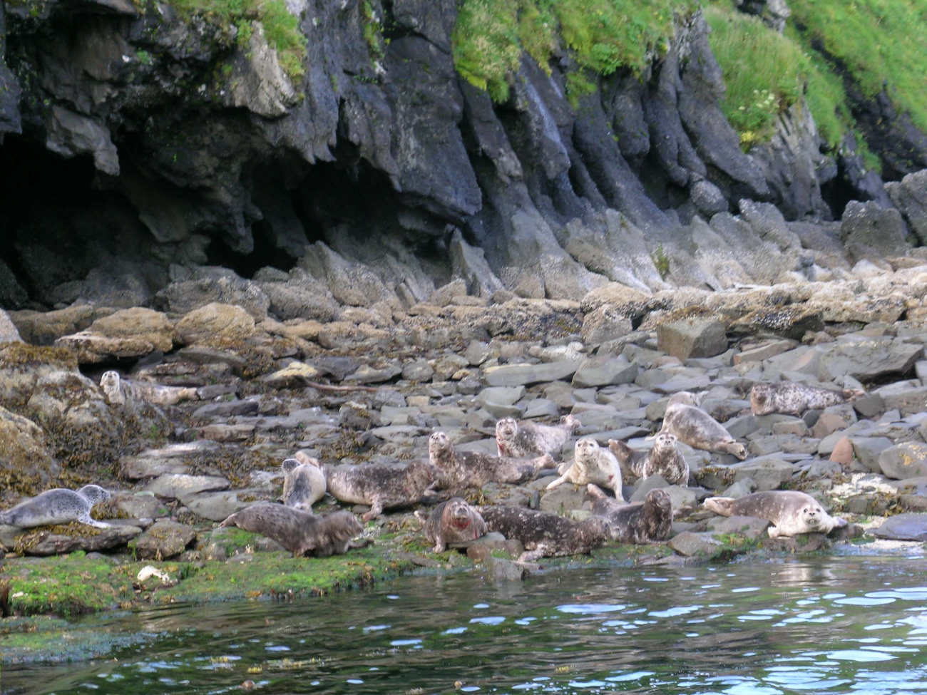 Harbor seals (Phoca vitulina)