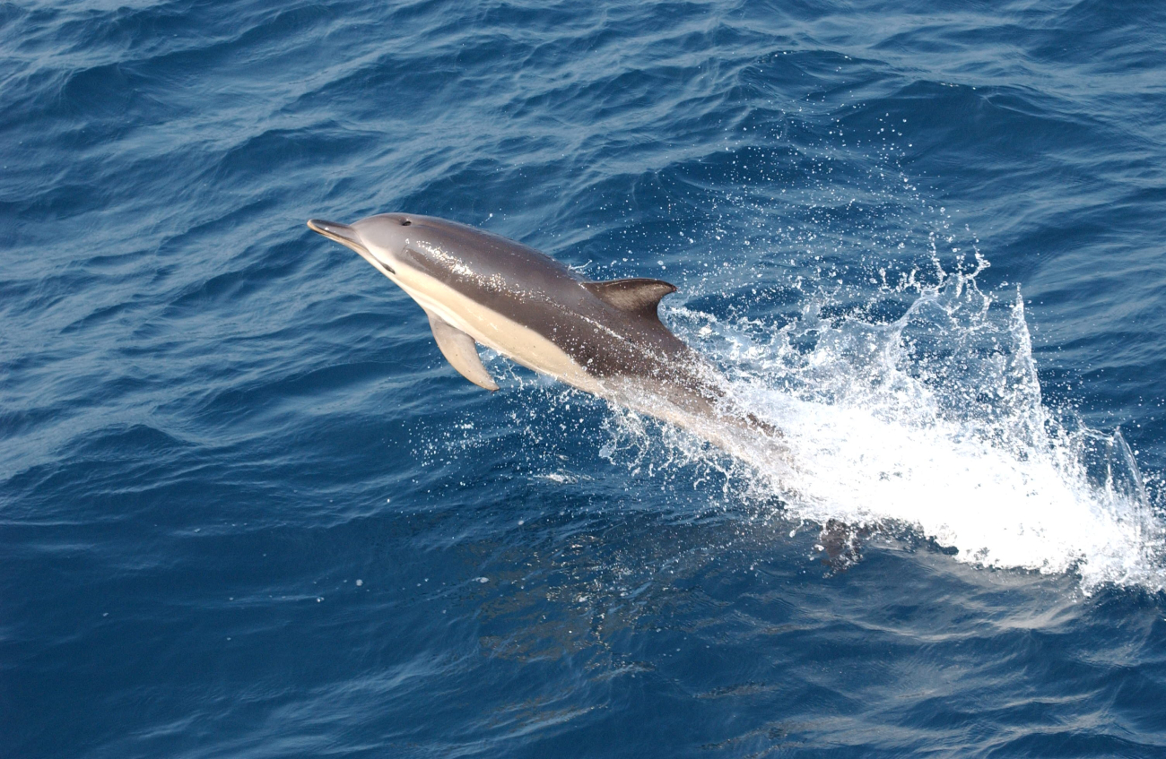 Common dolphin (Delphinus sp