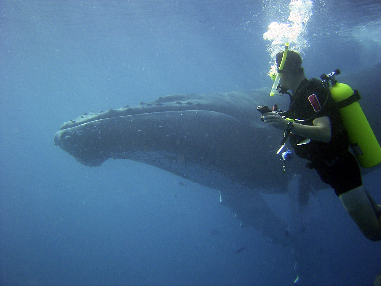 Lieutenant Commander Joe Pica observing a curious humpback whale who came tovisit during recovery of underwater acoustic current meter