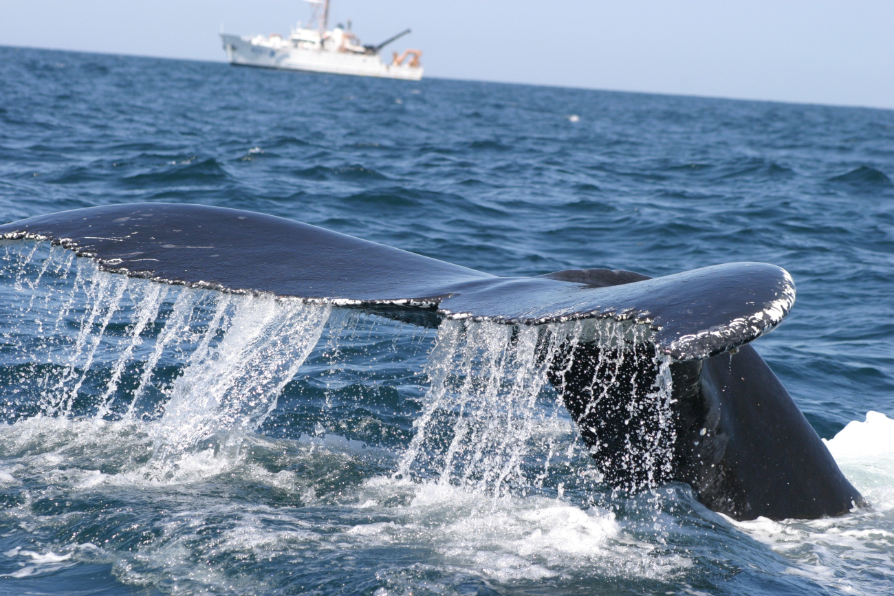 Humpback whale with NOAA Ship DELAWARE II in background