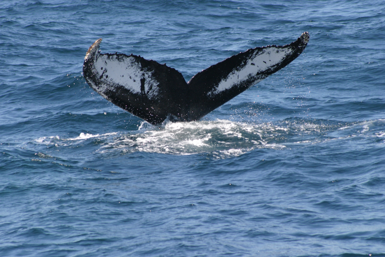 Humpback whale flukes - used to identify individuals of this species
