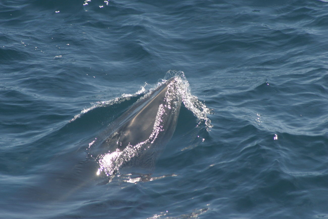 A rorqual whale photographed while beginning to surface
