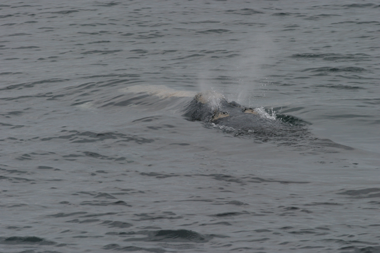 North Atlantic right whale blowing