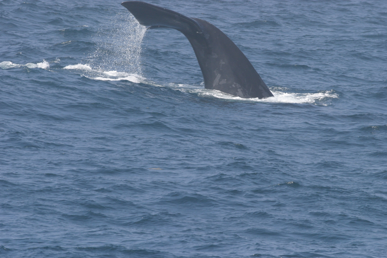 North Atlantic right whale flukes as seen when diving