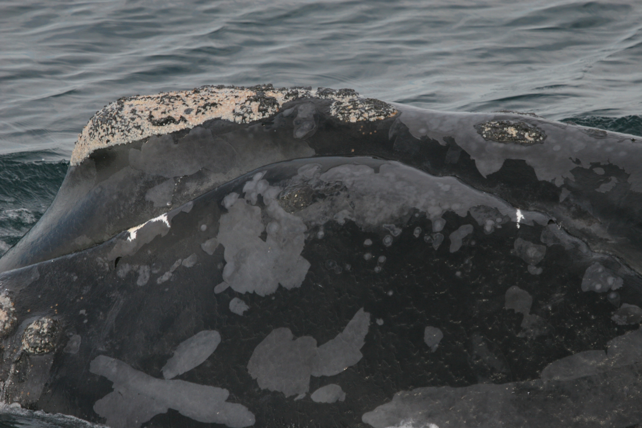 North Atlantic right whale closeup of head