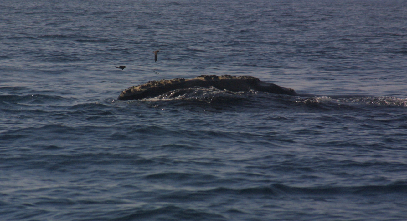 Gnarly-headed right whale