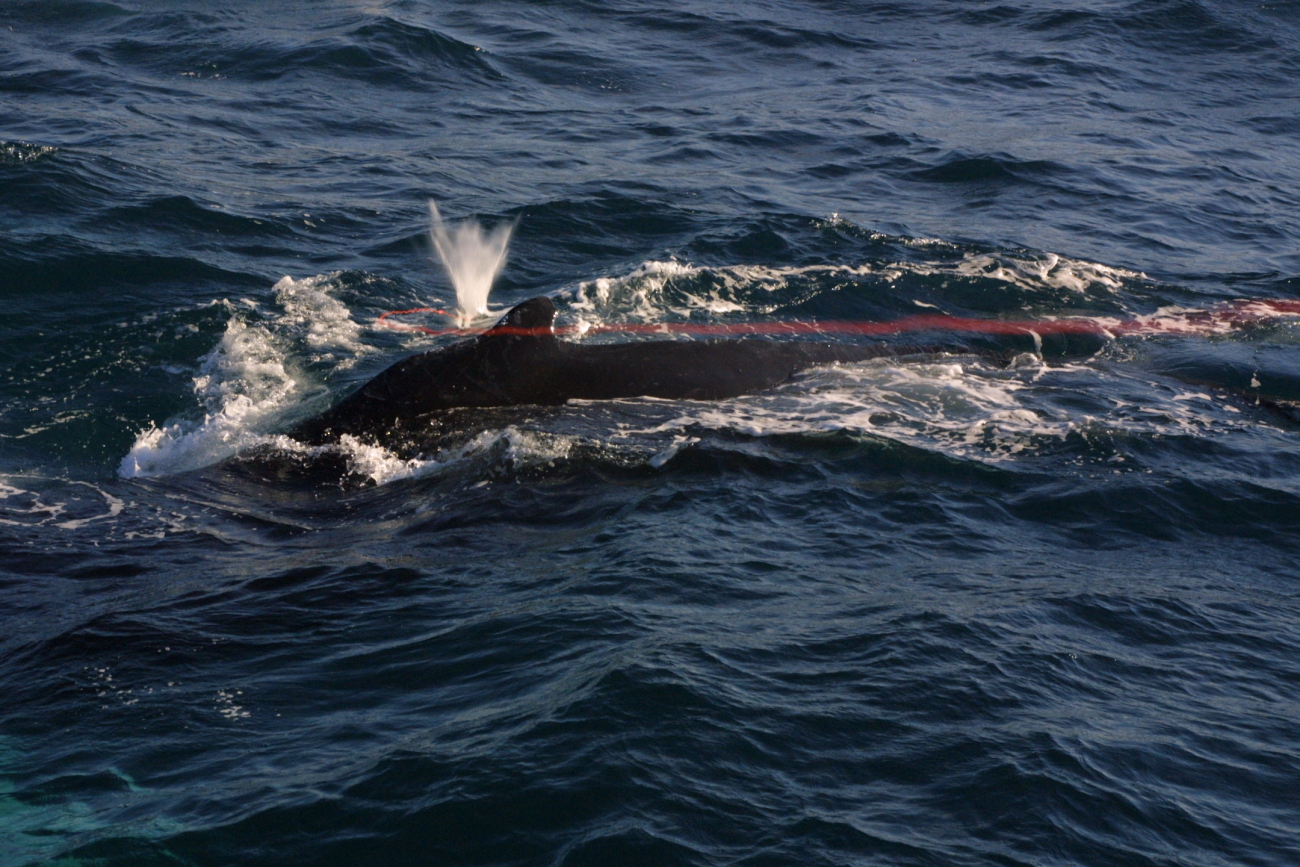 Tissue sampling dart just misses pilot whale