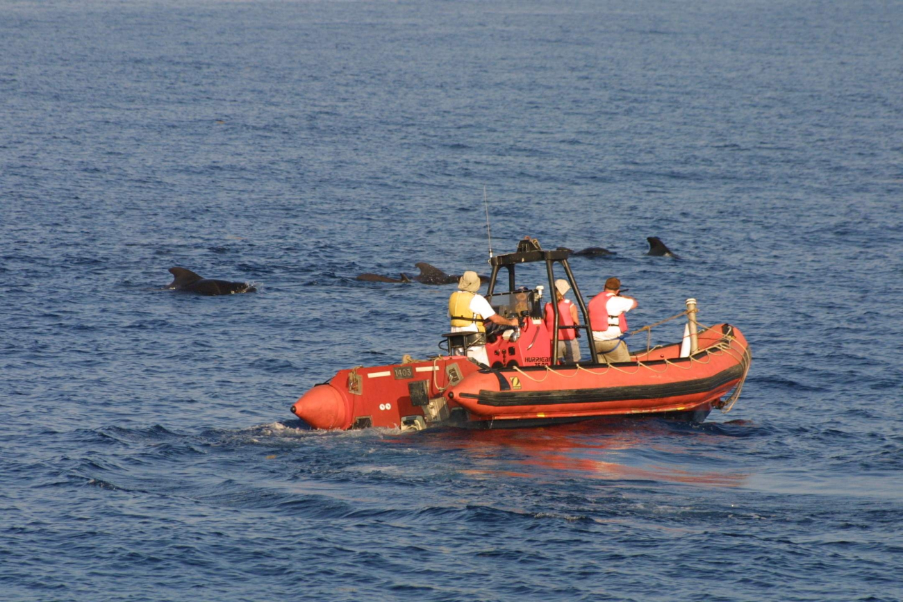 Scientists off NOAA Ship Delaware II taking tissue samples of pilot whales