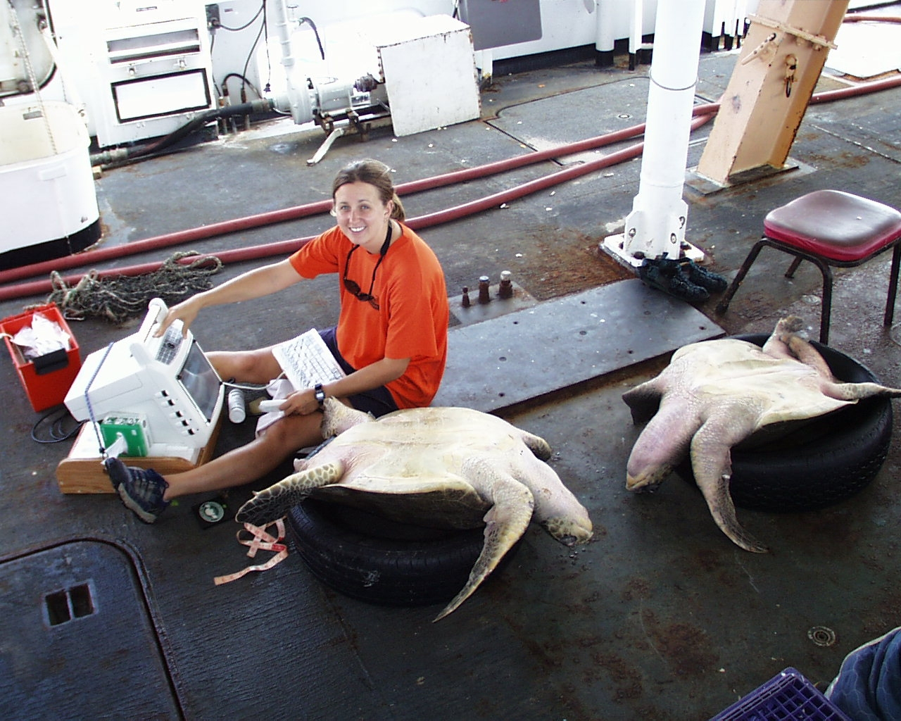 Scientist entering data on sea turtles that will be returned to the sea