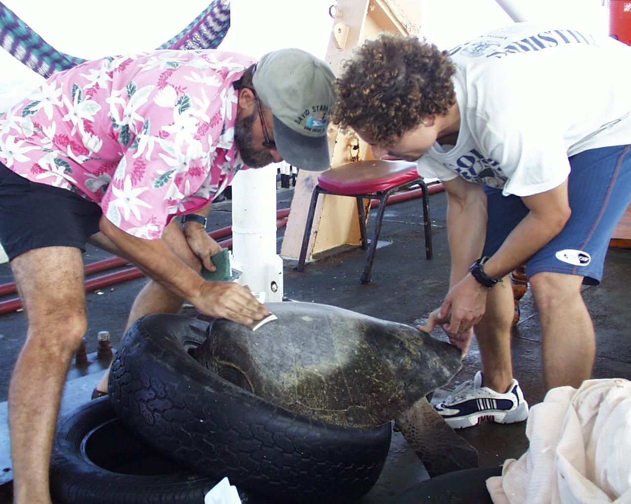 Preparing sea turtle for placing satellite transmitter on back