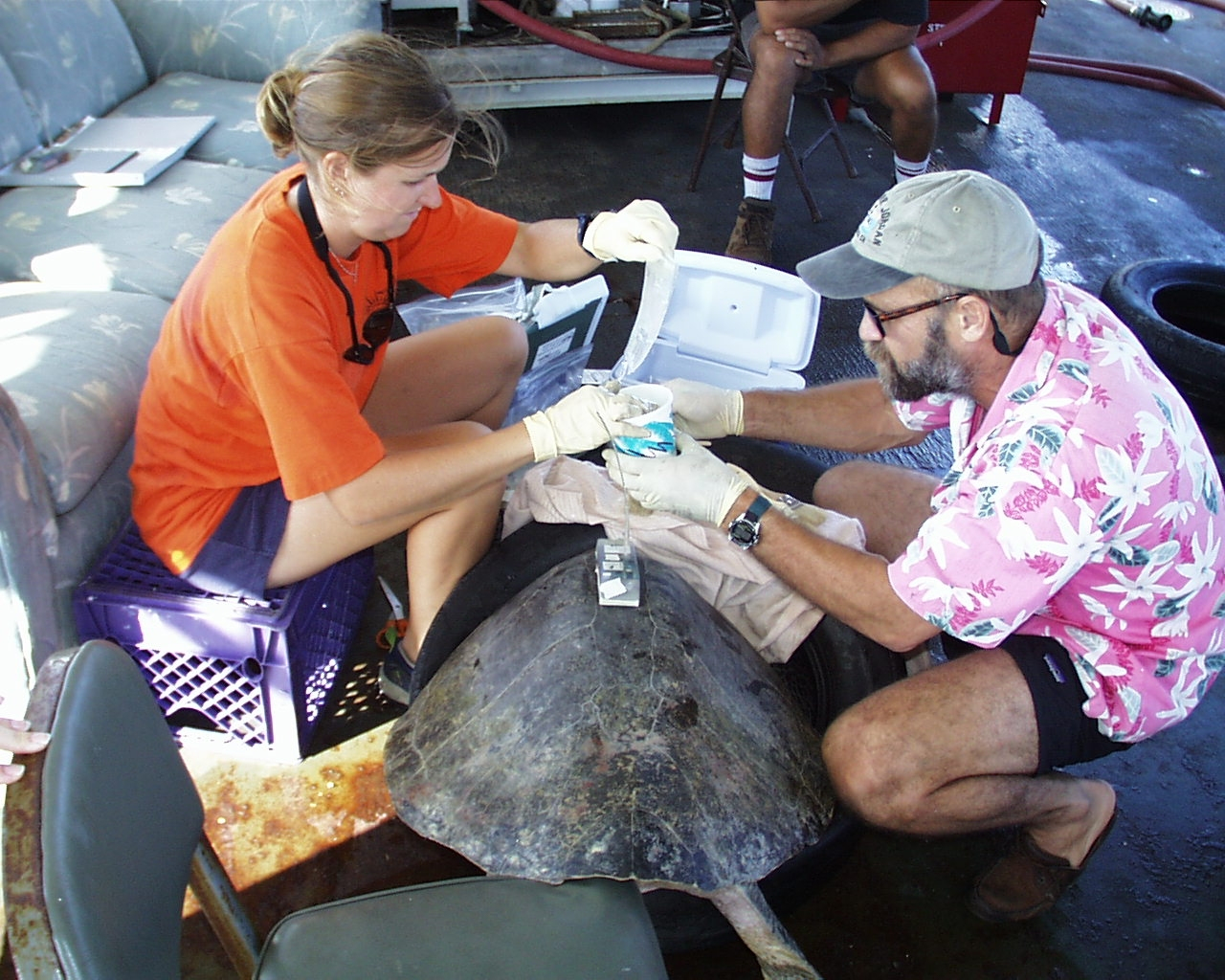 Scientist studying sea turtle after placing satellite transmitter on back