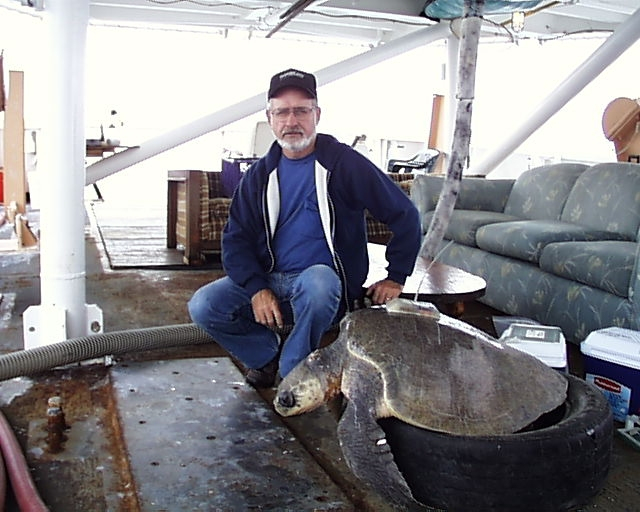 Sea turtle prior to release with satellite transmitter attached to back