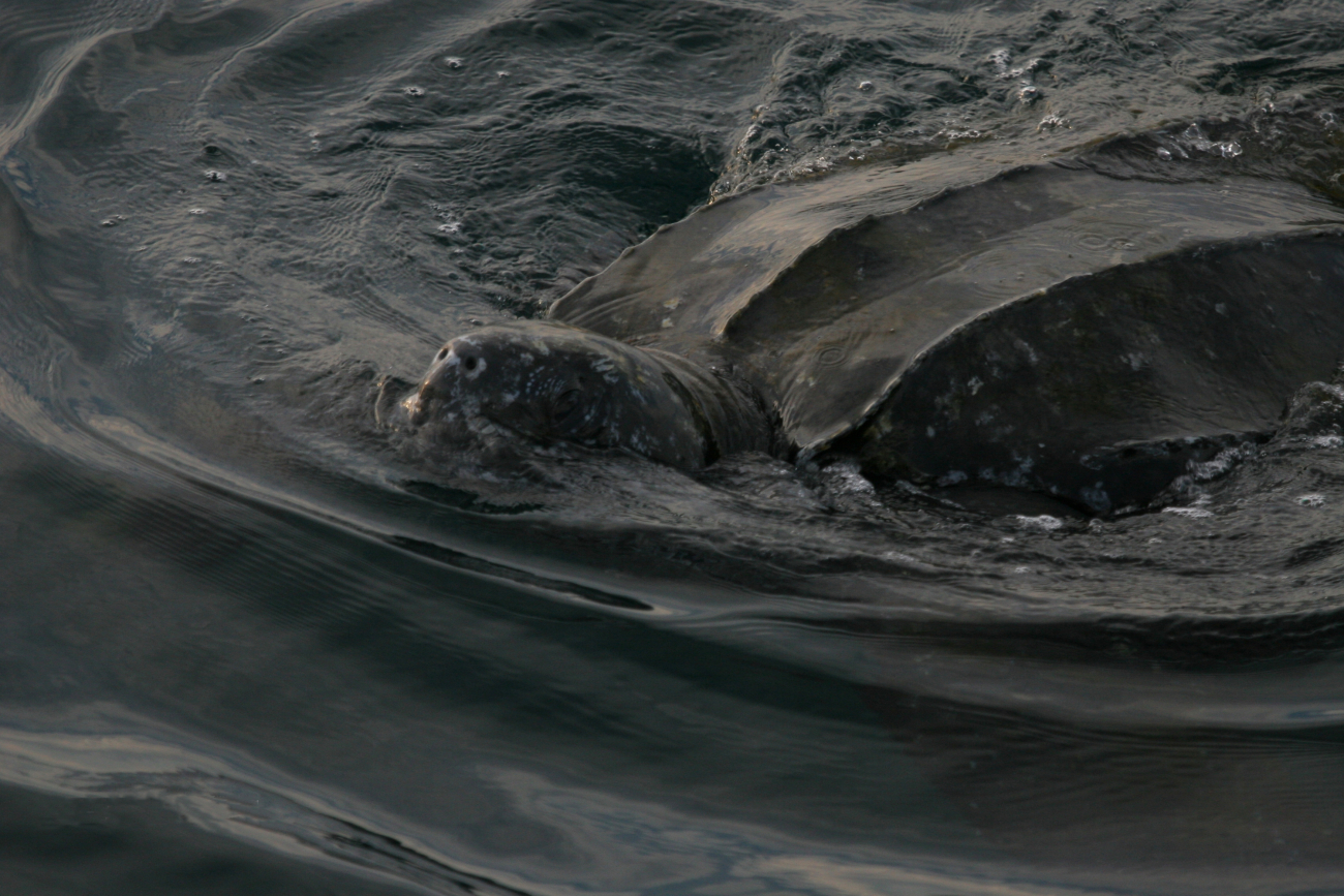 Large leatherback turtle swimming