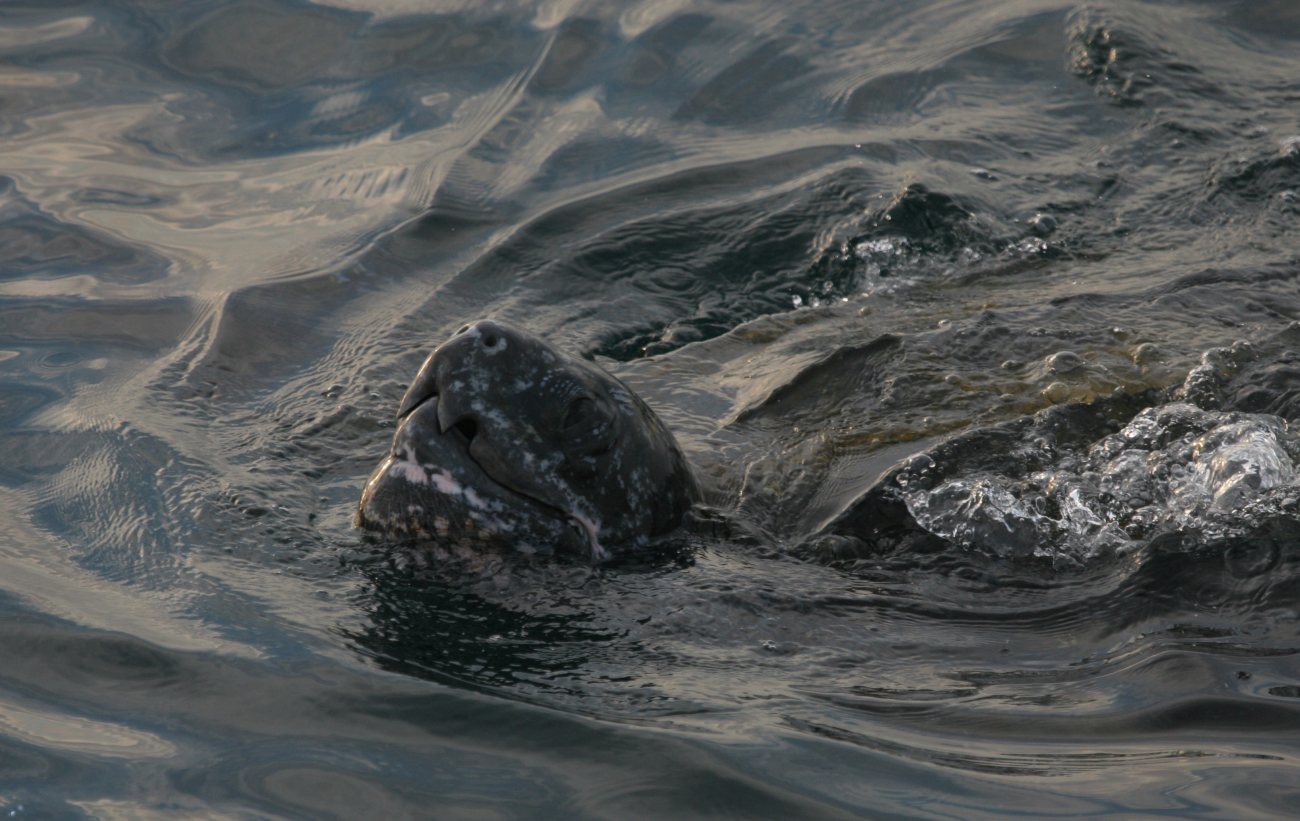 Large leatherback turtle swimming with snout out of water