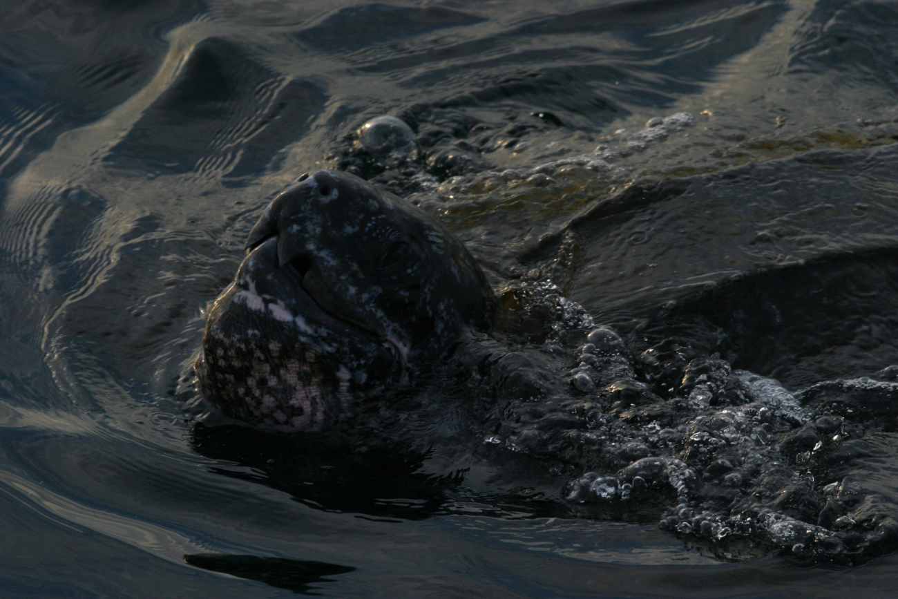 Snout of large leatherback turtle