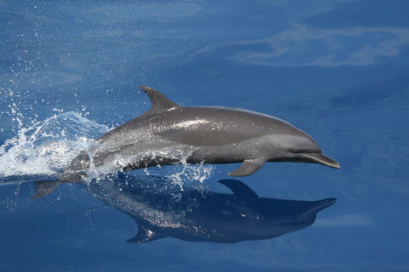 Spotted dolphin