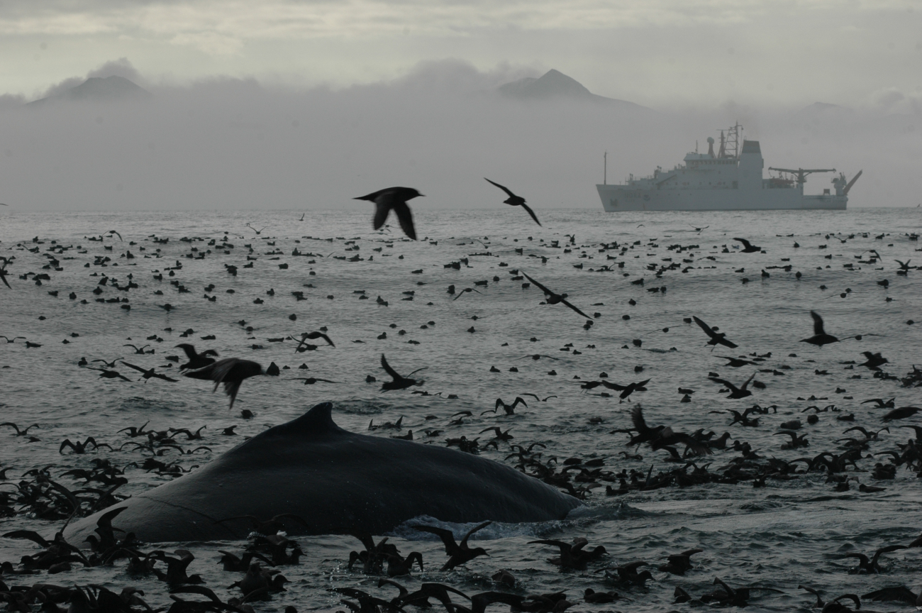 A magnificent profusion of life as a humpback whale surfaces amidst thousandsof seabirds