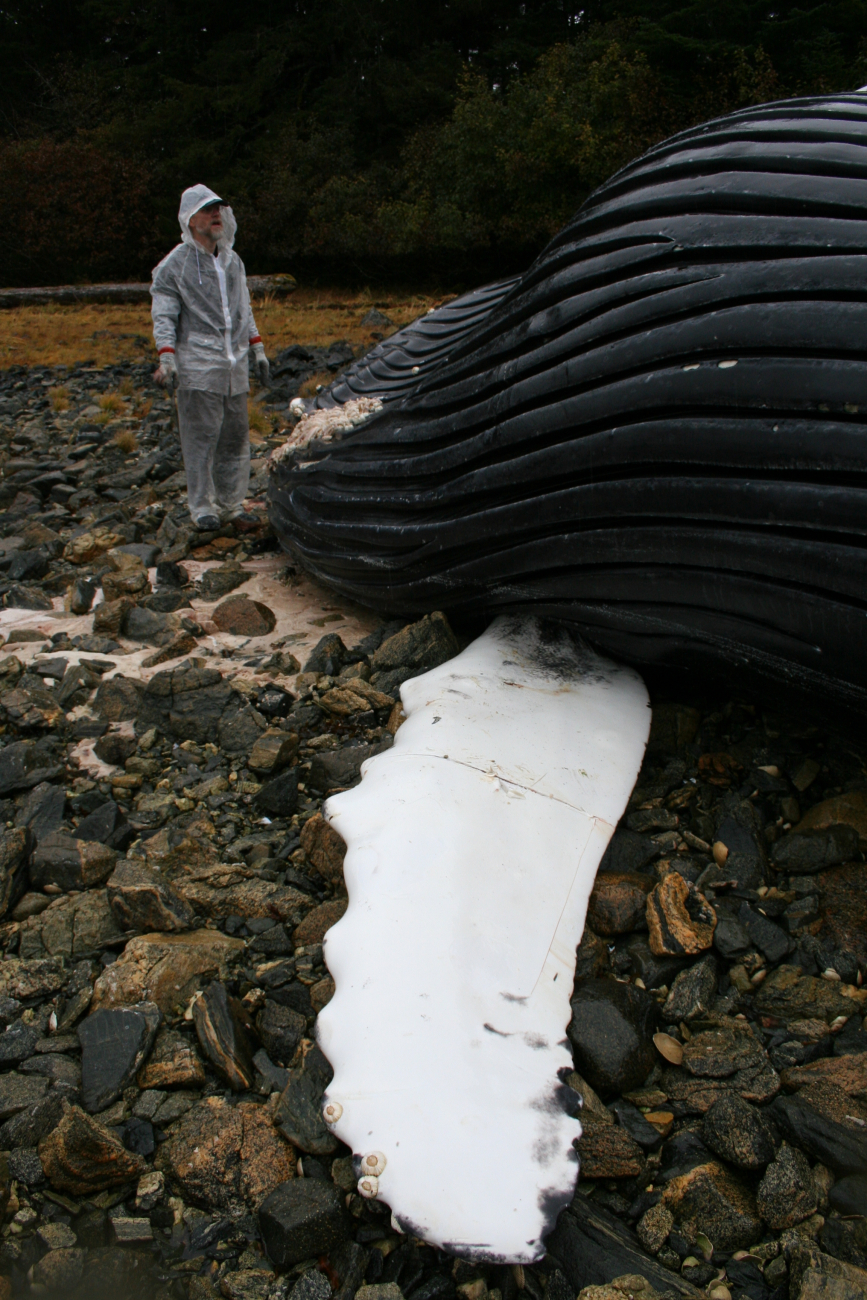 Veterinarian Vic Walker, with NMFS' Alaska Marine Mammal StrandingNetwork, necropsies a humpback whale calf