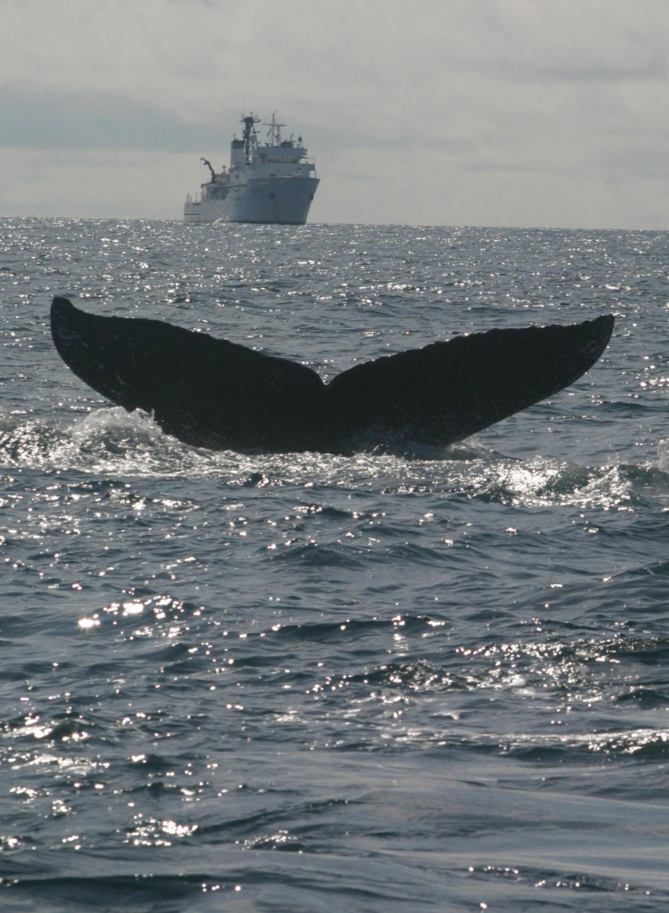 A humpback whale diving with the NOAA Ship McARTHURII in the background