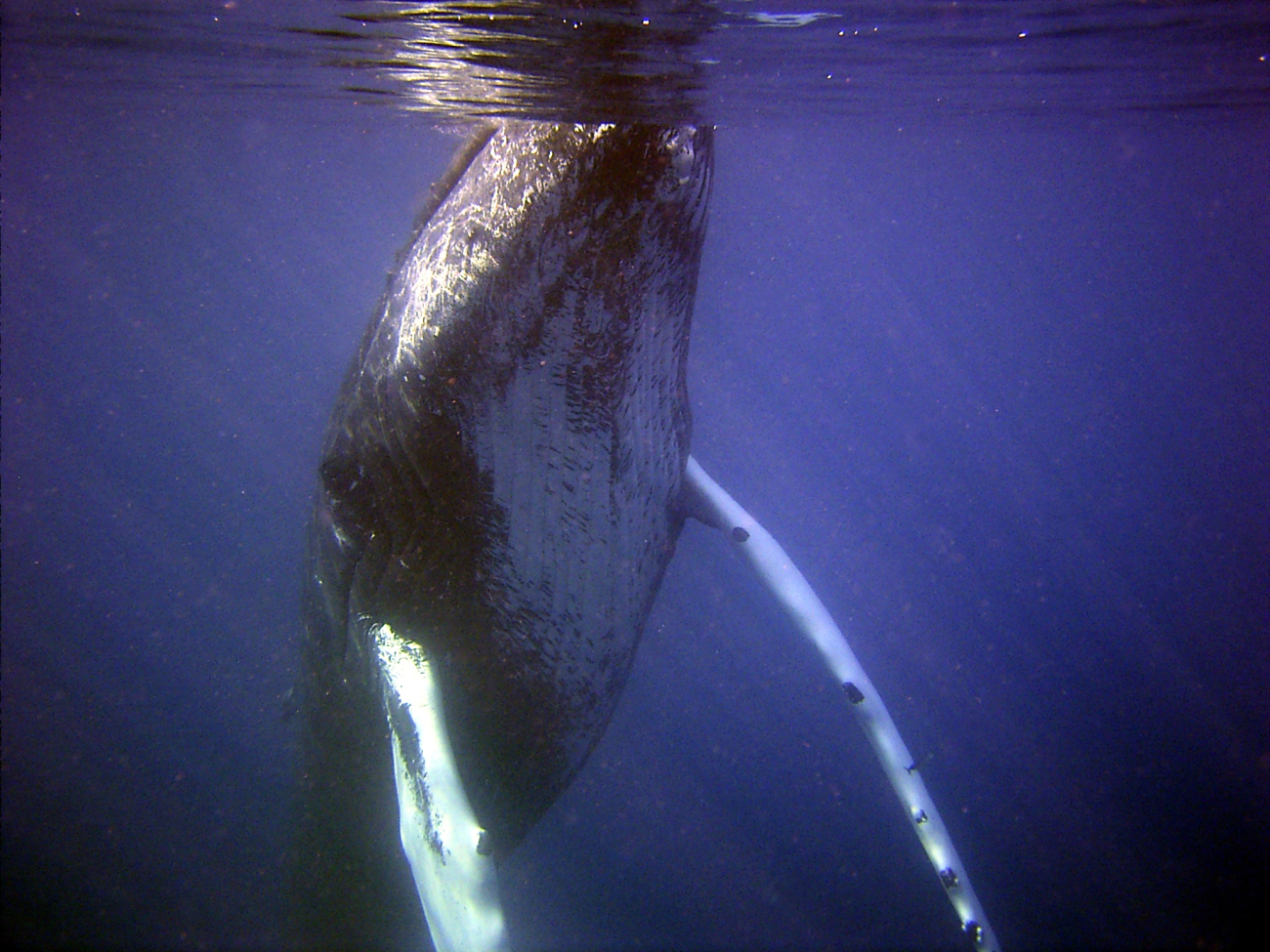 Curious humpback whale inspecting diver