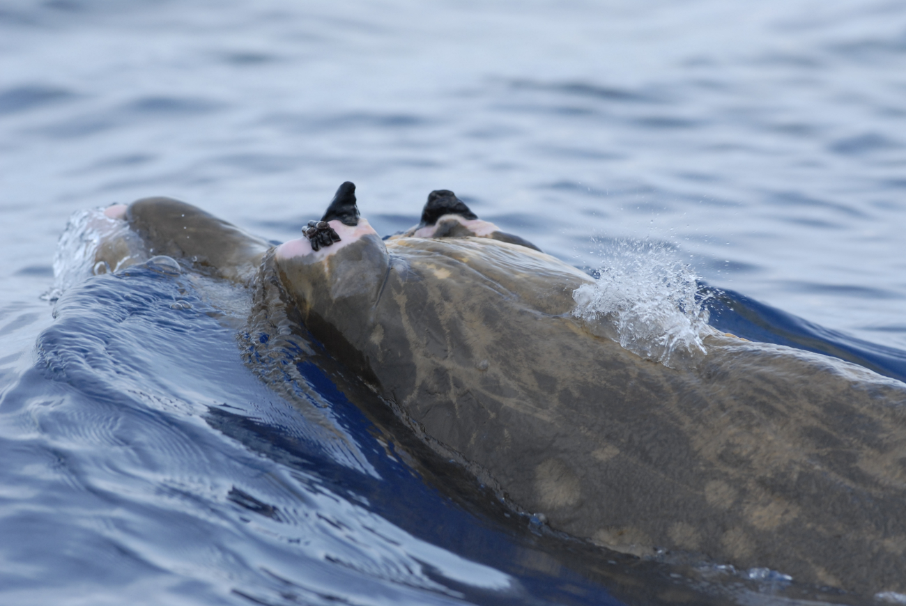Head of beaked whale