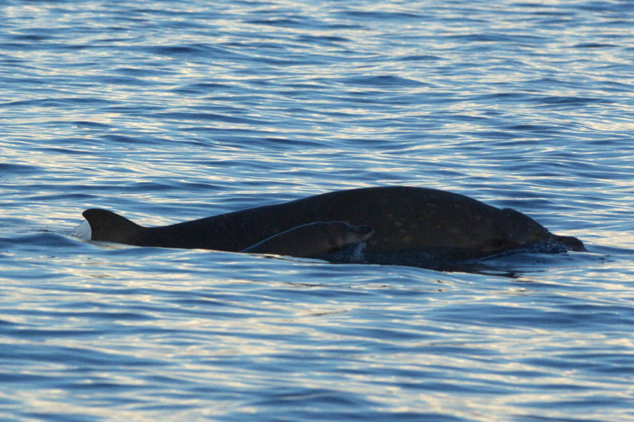 Beaked whale and calf at sunset