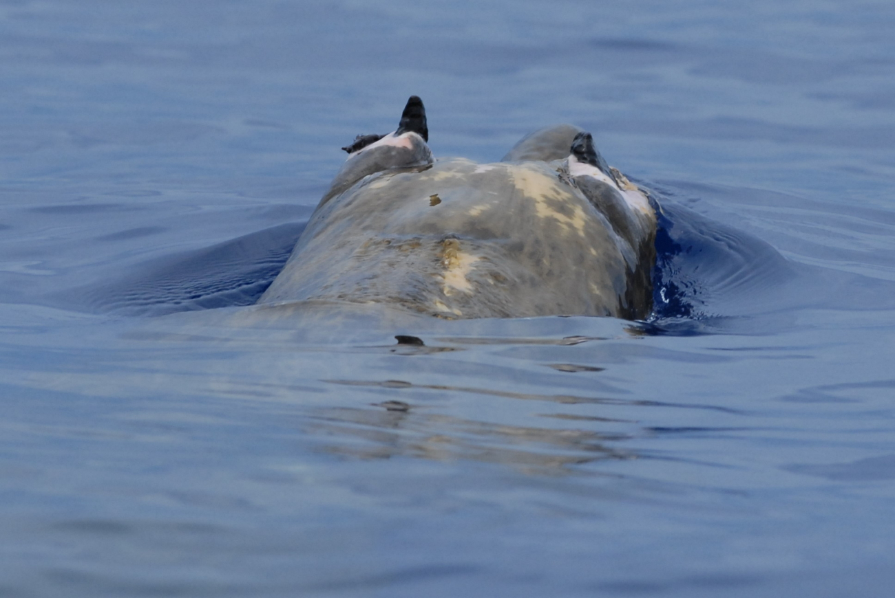 Head of beaked whale from behind