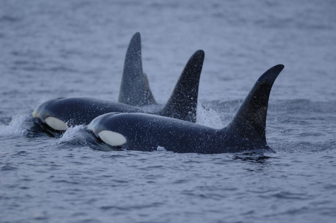 A flotilla of killer whales or Orca on review