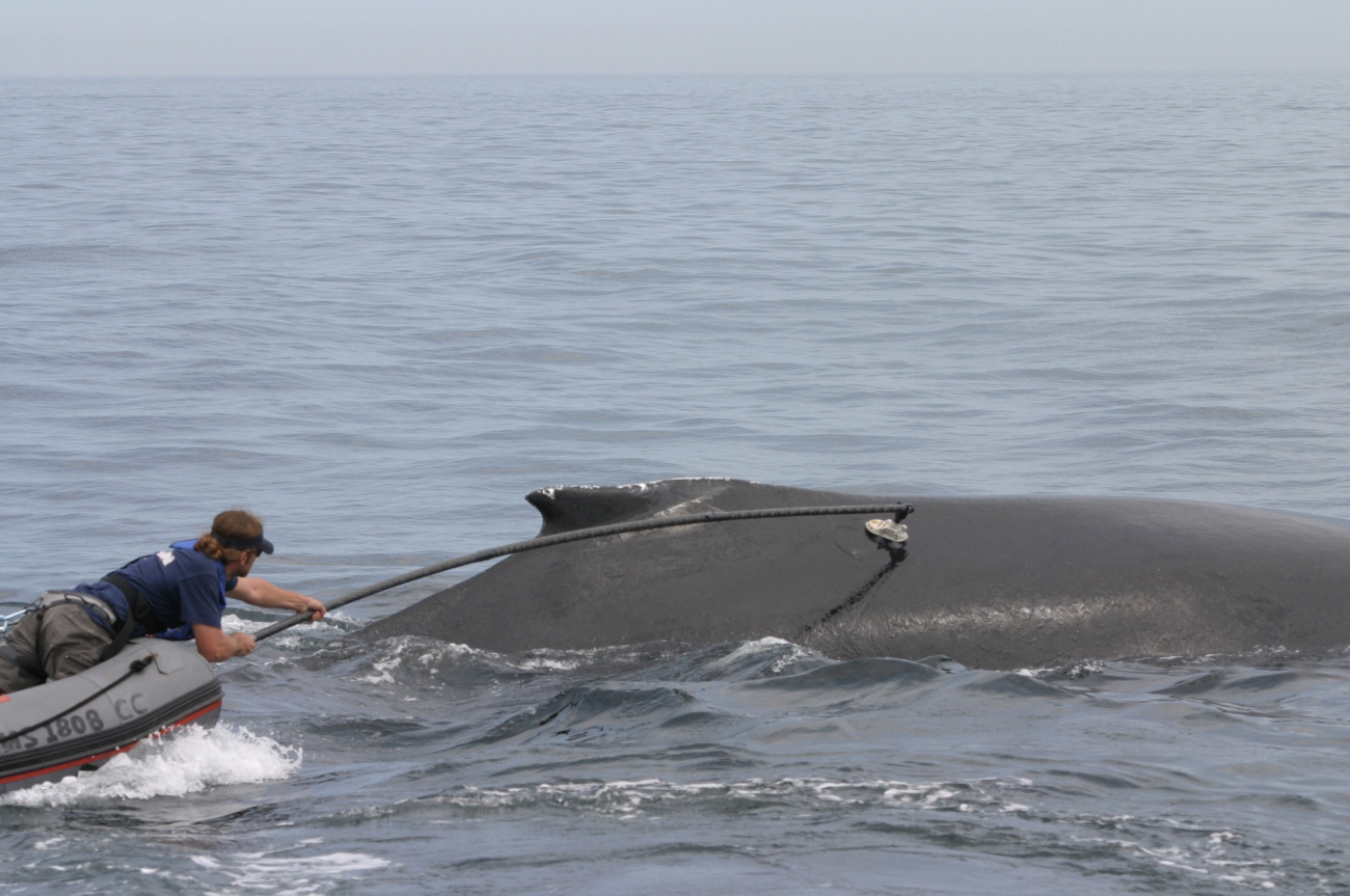 Planting satellite transmitter on back whale to track movements
